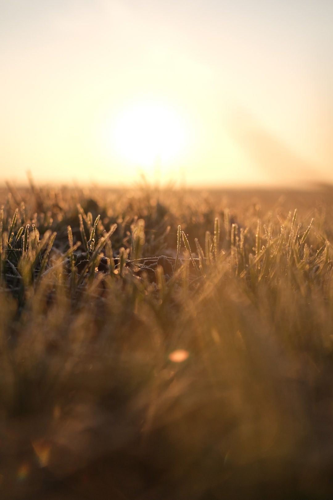 morning light grass winter