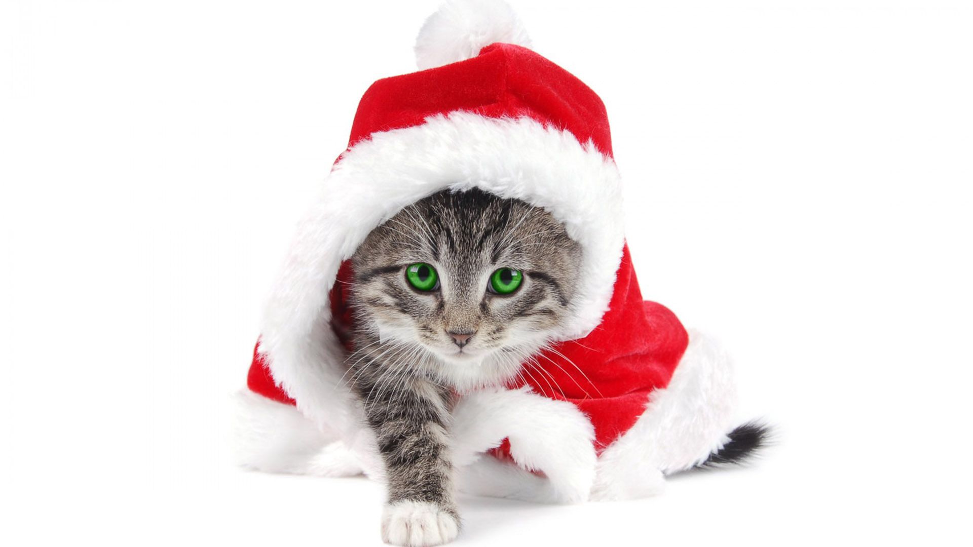 Green Eyes Cat With Santa Claus Cap In .hdwallpaper.in