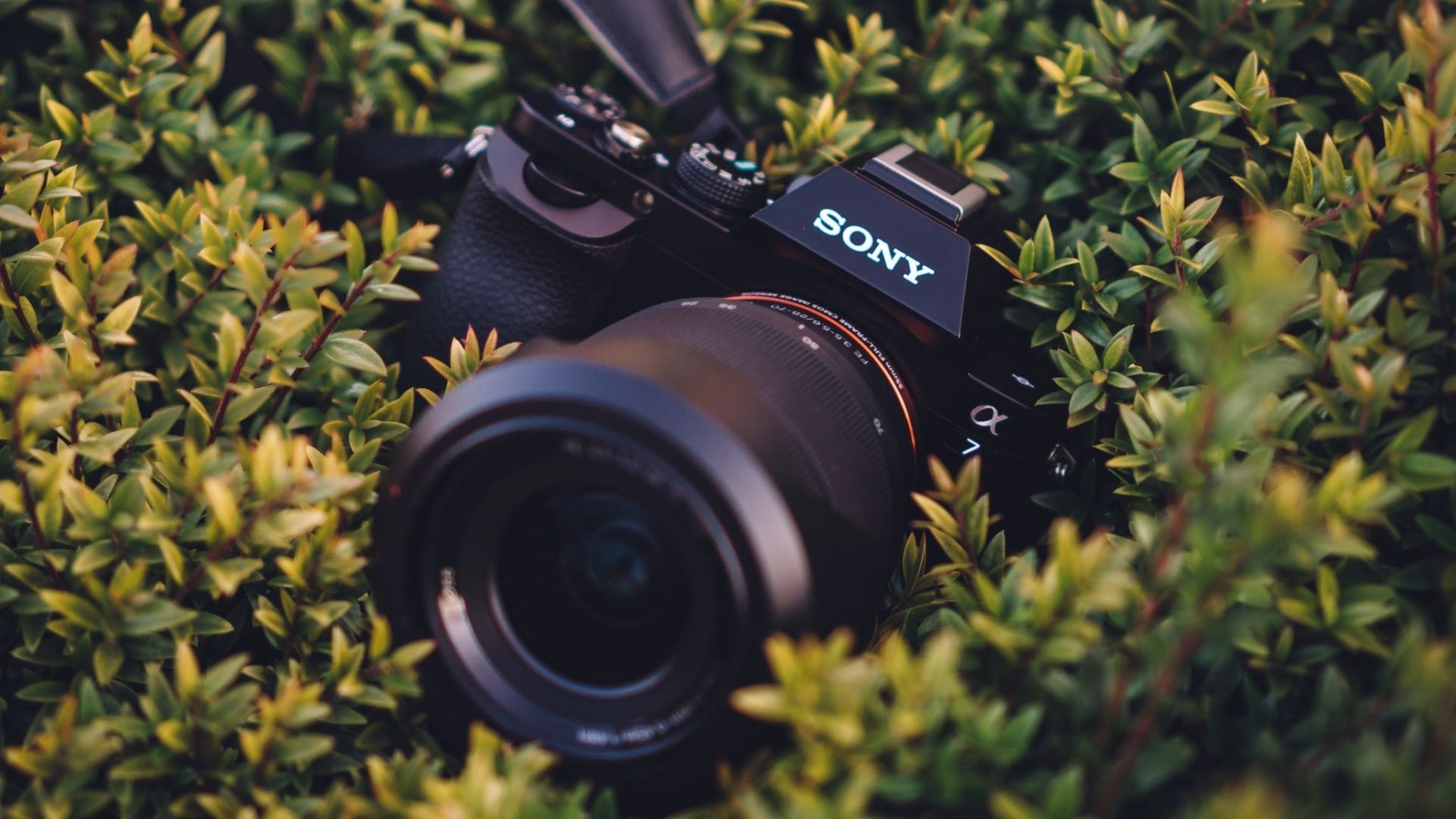 Sony Alpha Wallpapers Wallpaper Cave