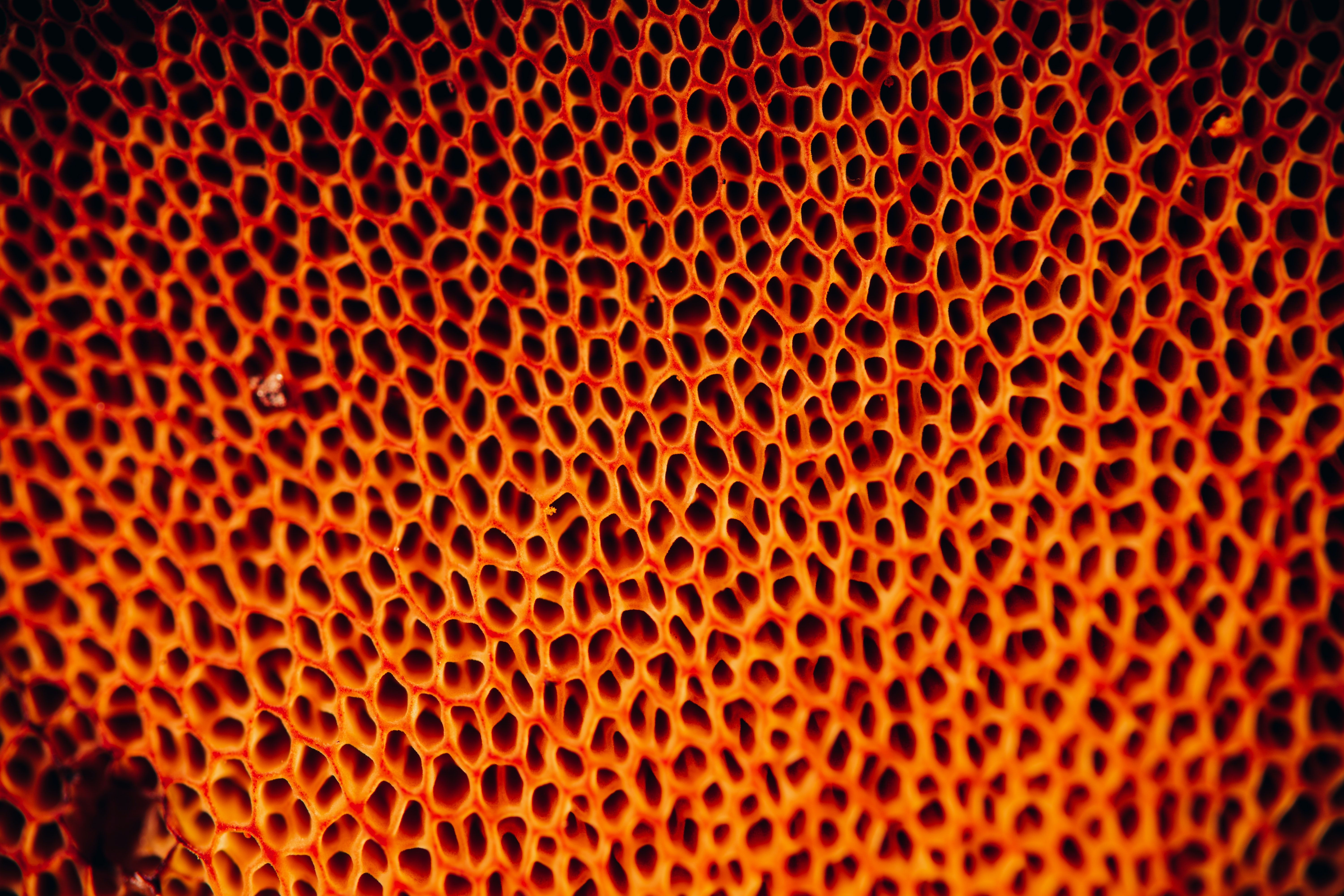 Trypophobia Picture. Download Free .com