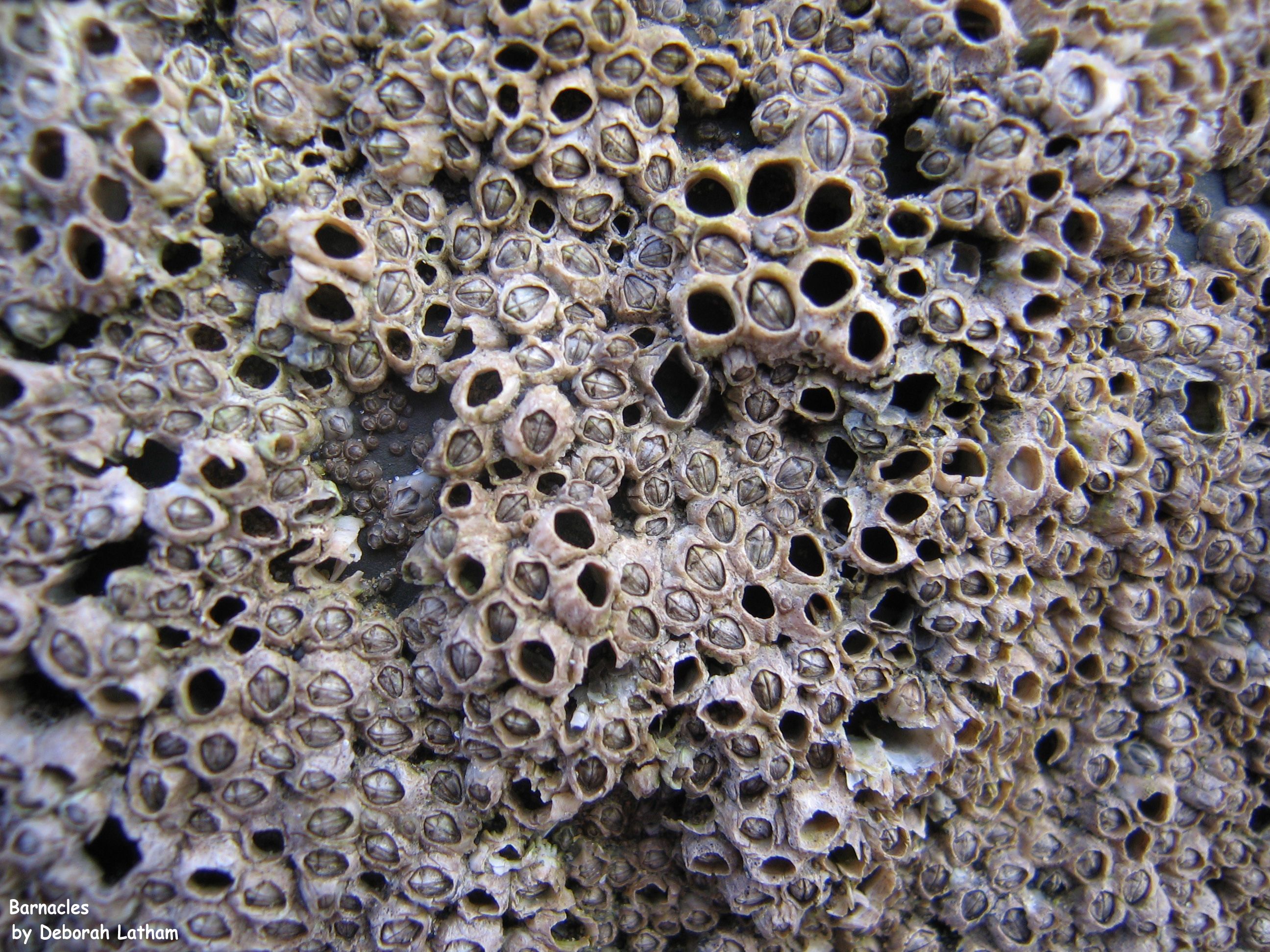 Assessment of trypophobia and an .journals.sagepub.com