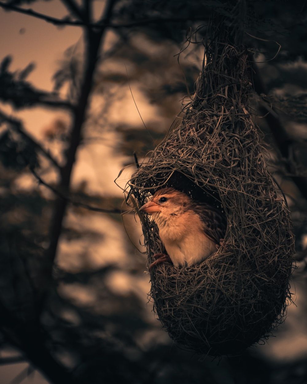 Bird Nest Wallpapers - Wallpaper Cave