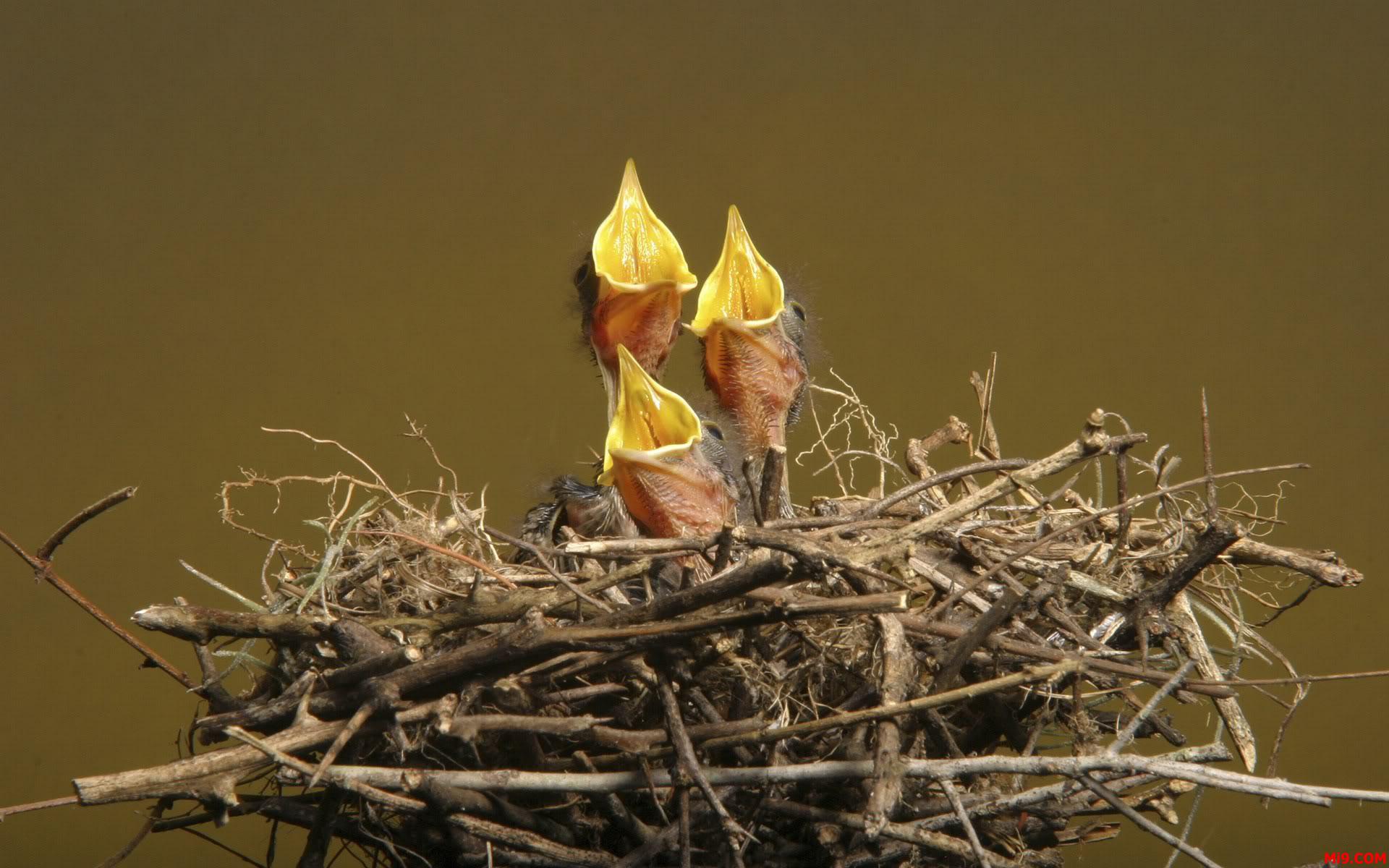 3,000+ Free Bird'S Nest & Nest Images - Pixabay