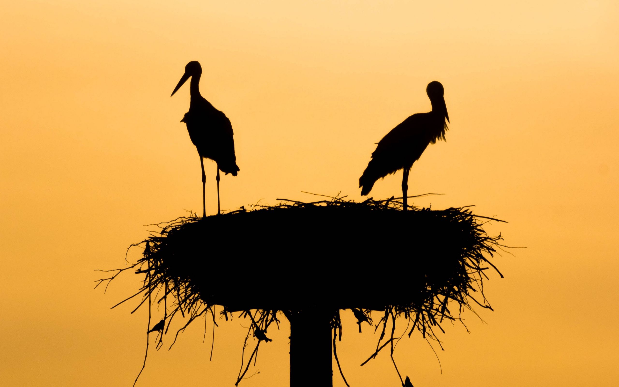 Wallpaper Storks, Silhouettes, Birds .itl.cat