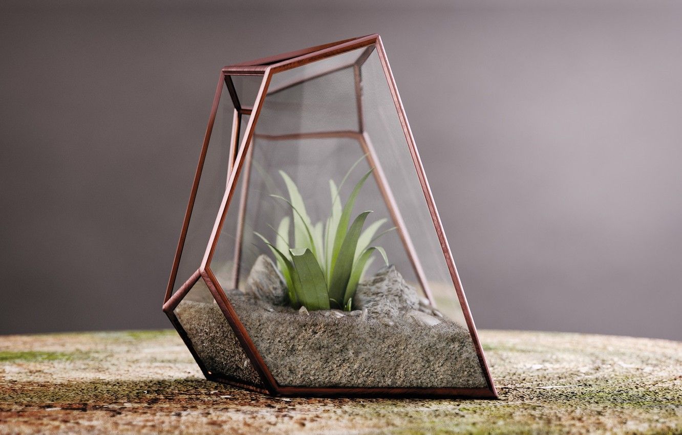 Terrarium Wallpapers - Wallpaper Cave