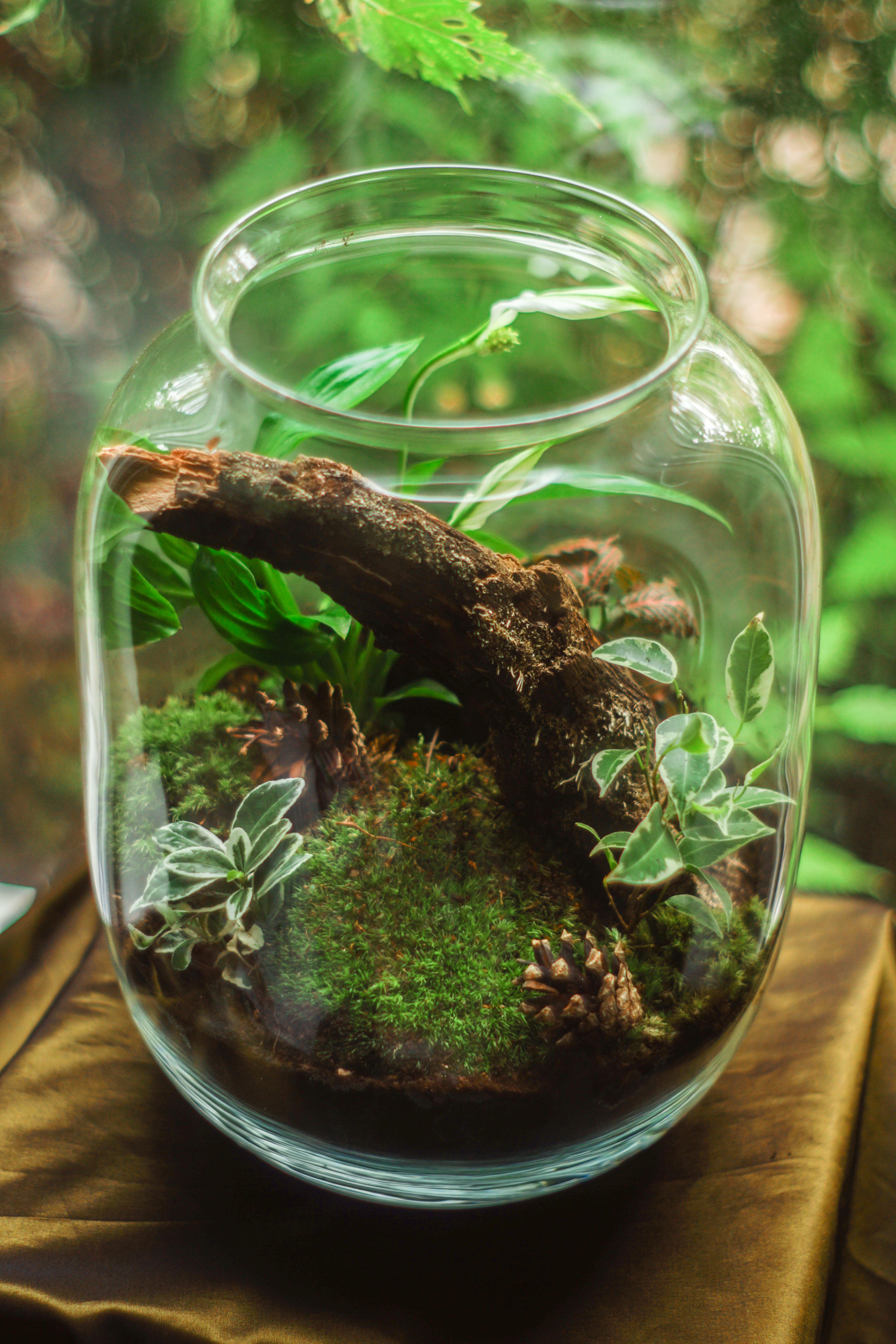 Terrarium in Clear Glass Jar · Free .pexels.com