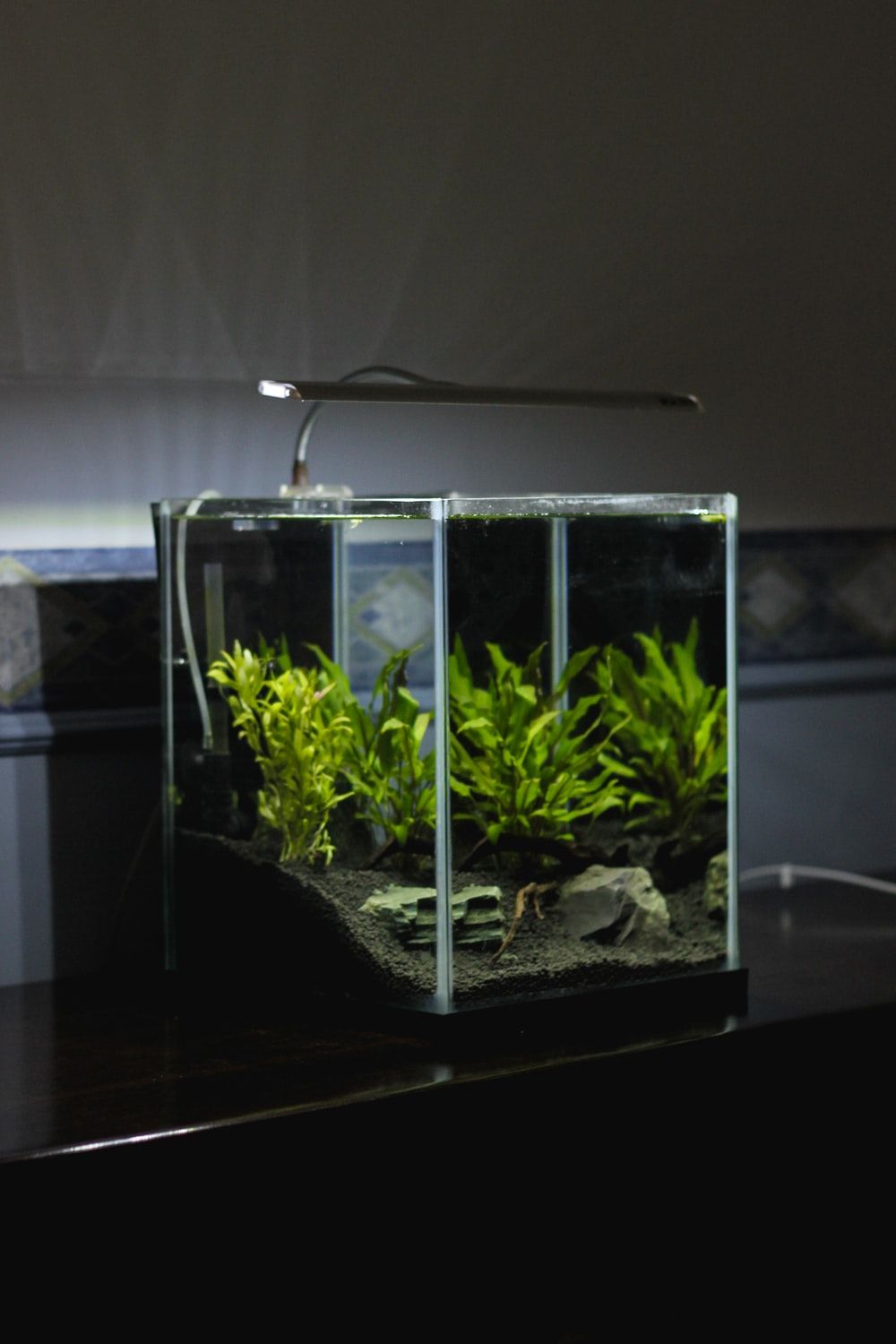 clear glass terrarium with lighted lamp .com