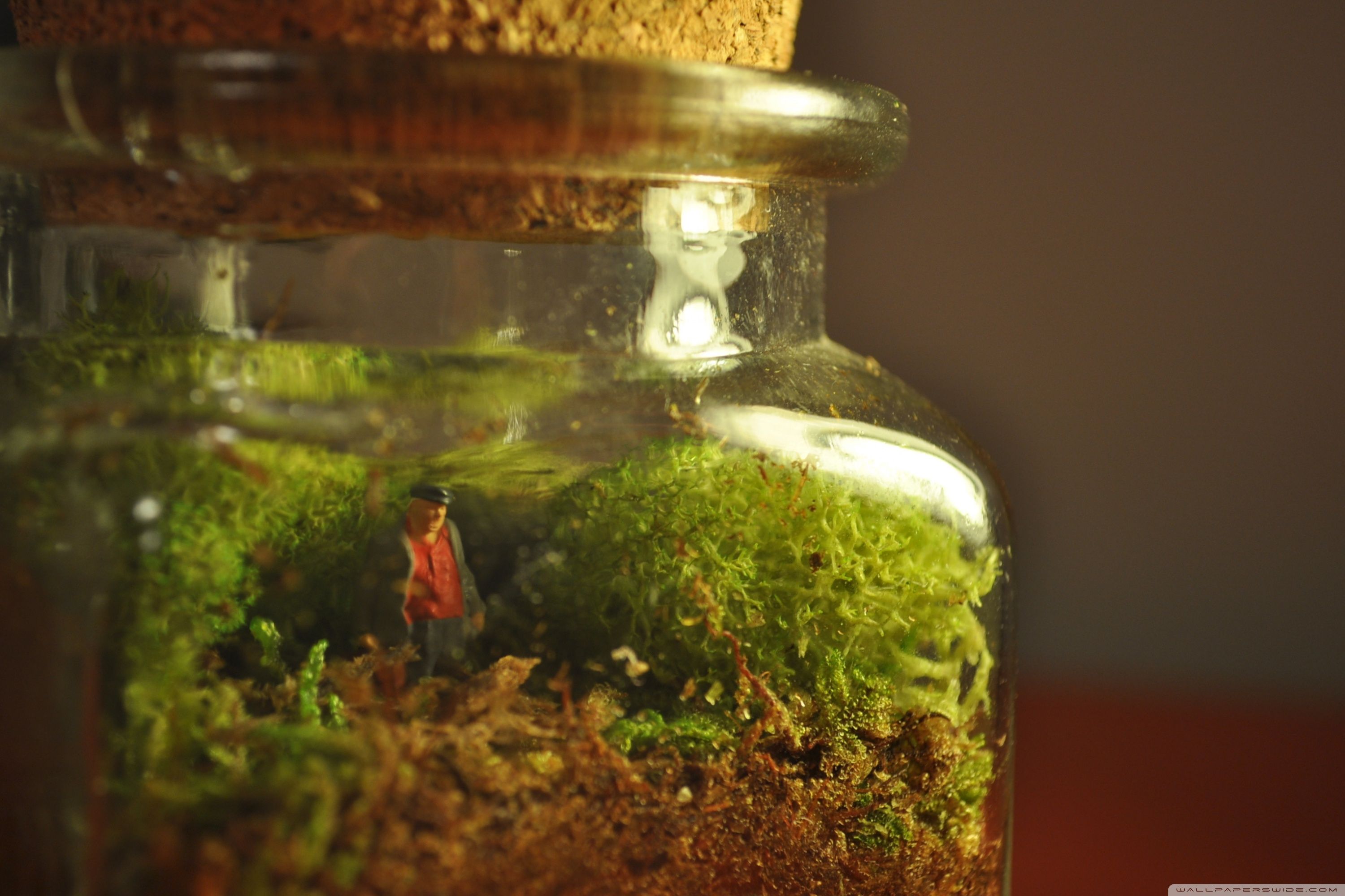 Terrarium Wallpapers - Wallpaper Cave