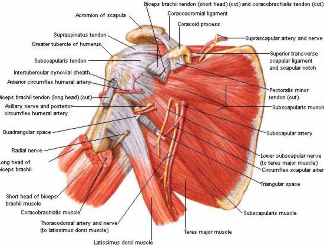 Shoulder muscle anatomy, Shoulder .com