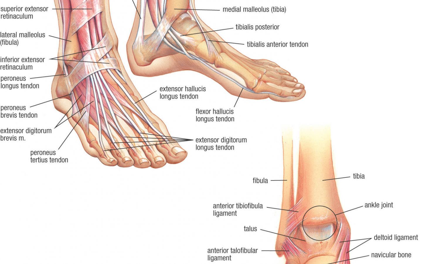 Human Anatomy Wallpaper, Grey .wallpaperafari.com