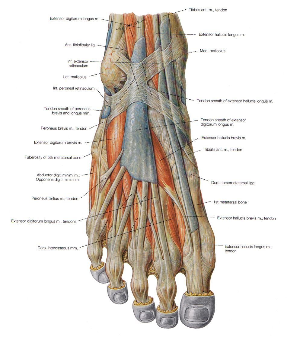 Foot anatomy .com