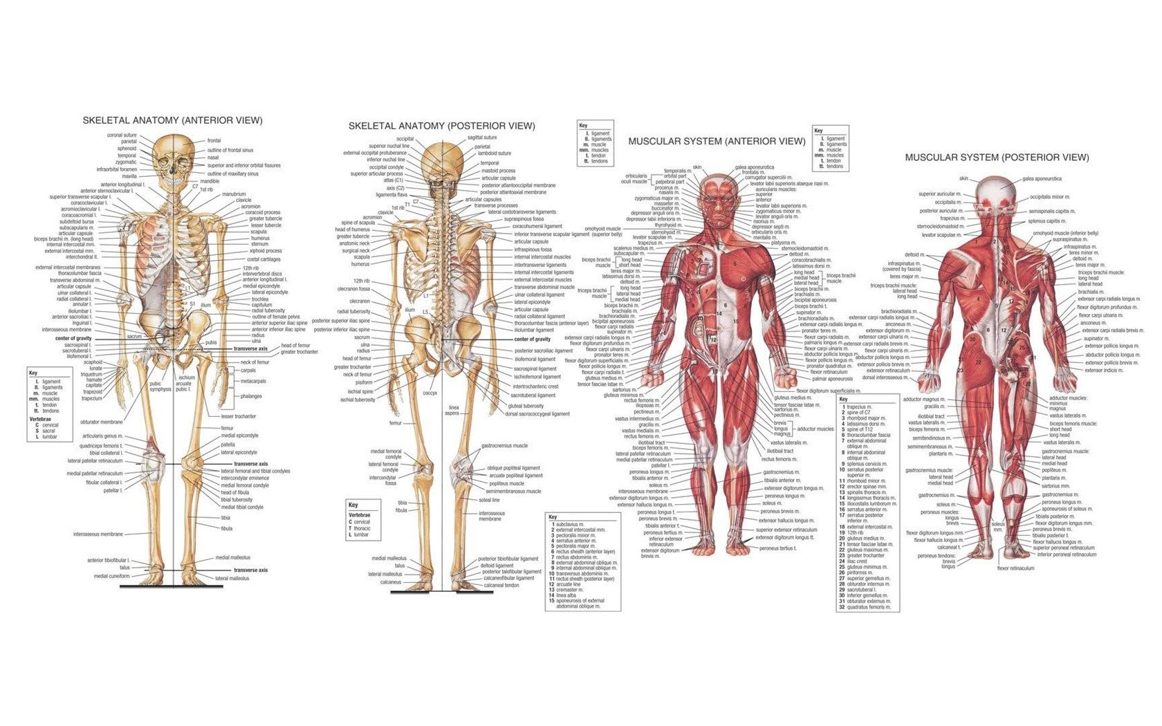 Human Anatomy HD Wallpaper FullHDWpp .desktopbackground.org