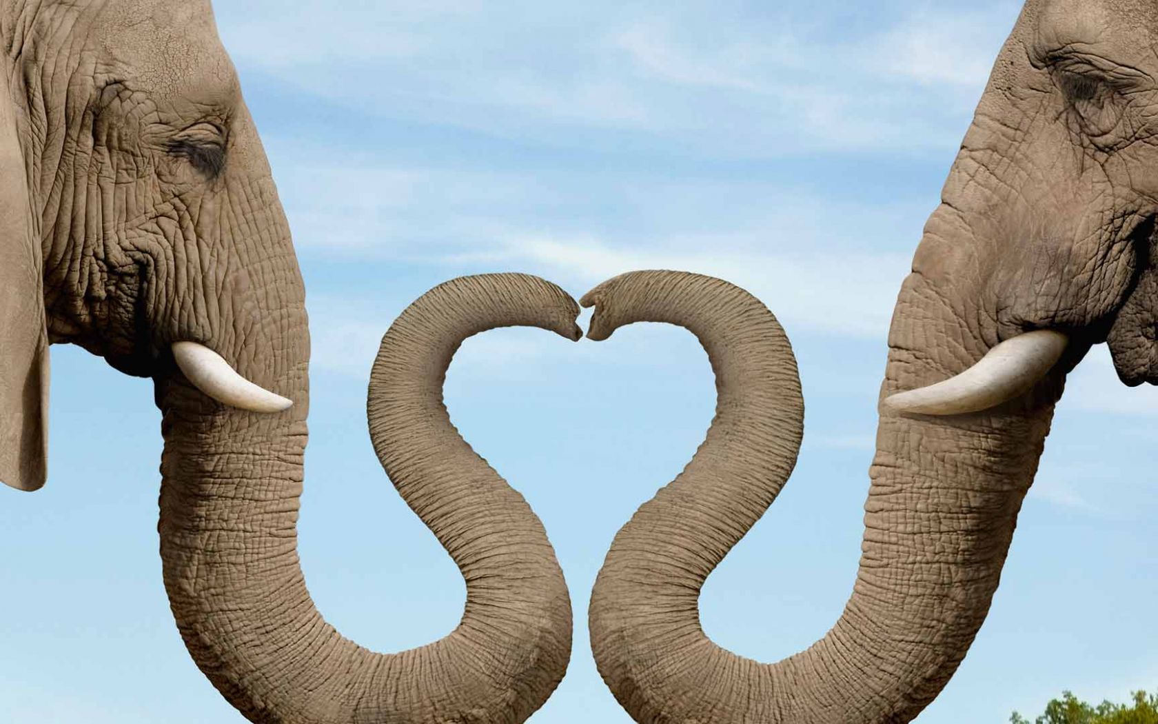 Free download cute elephant wallpaper .wallpaperafari.com
