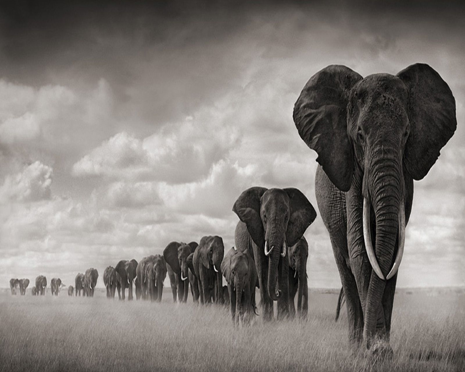 Best 30+ Elephant Screensavers and ...hipwallpapers.