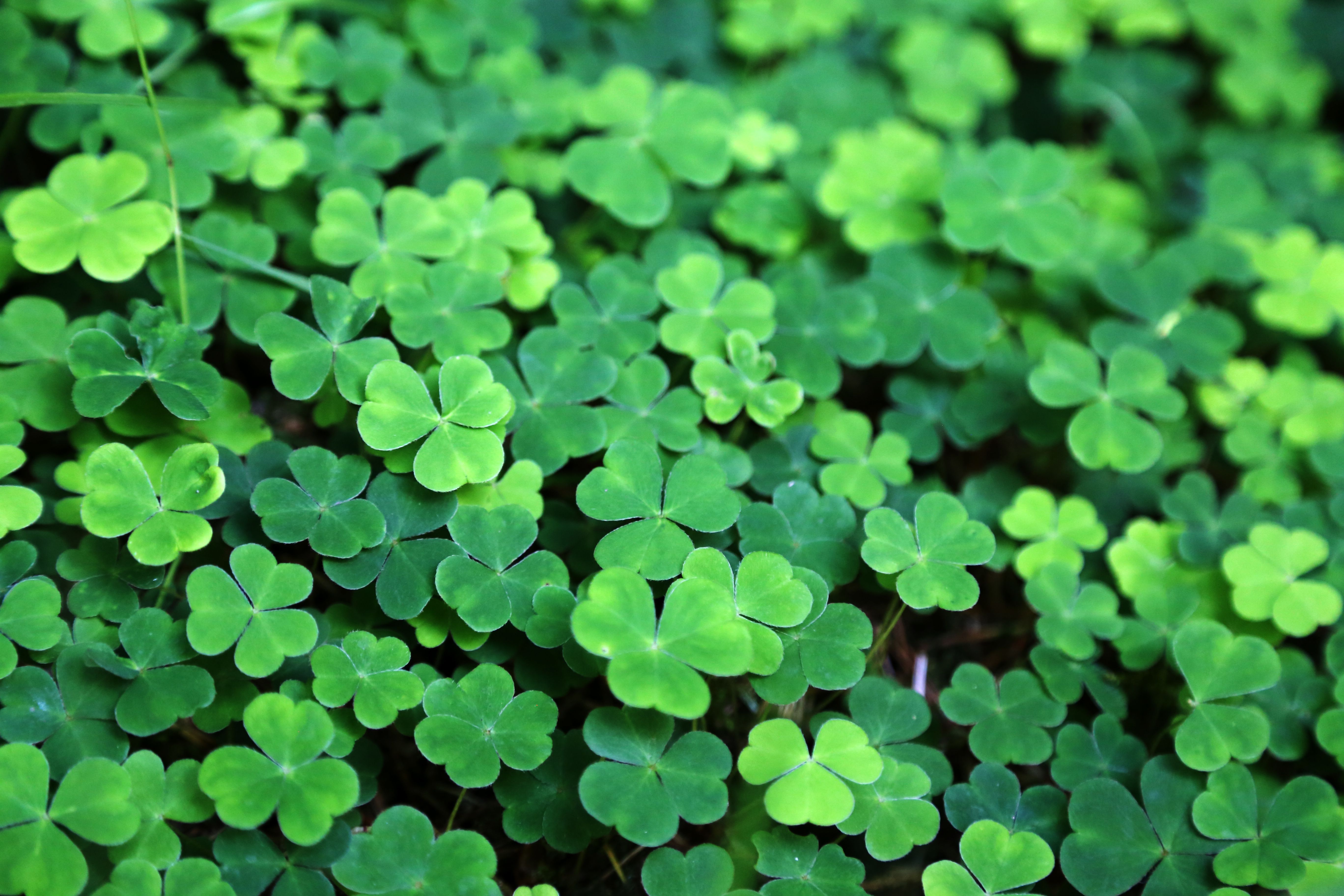 Irish Green: Learn About the Various .lifewire.com