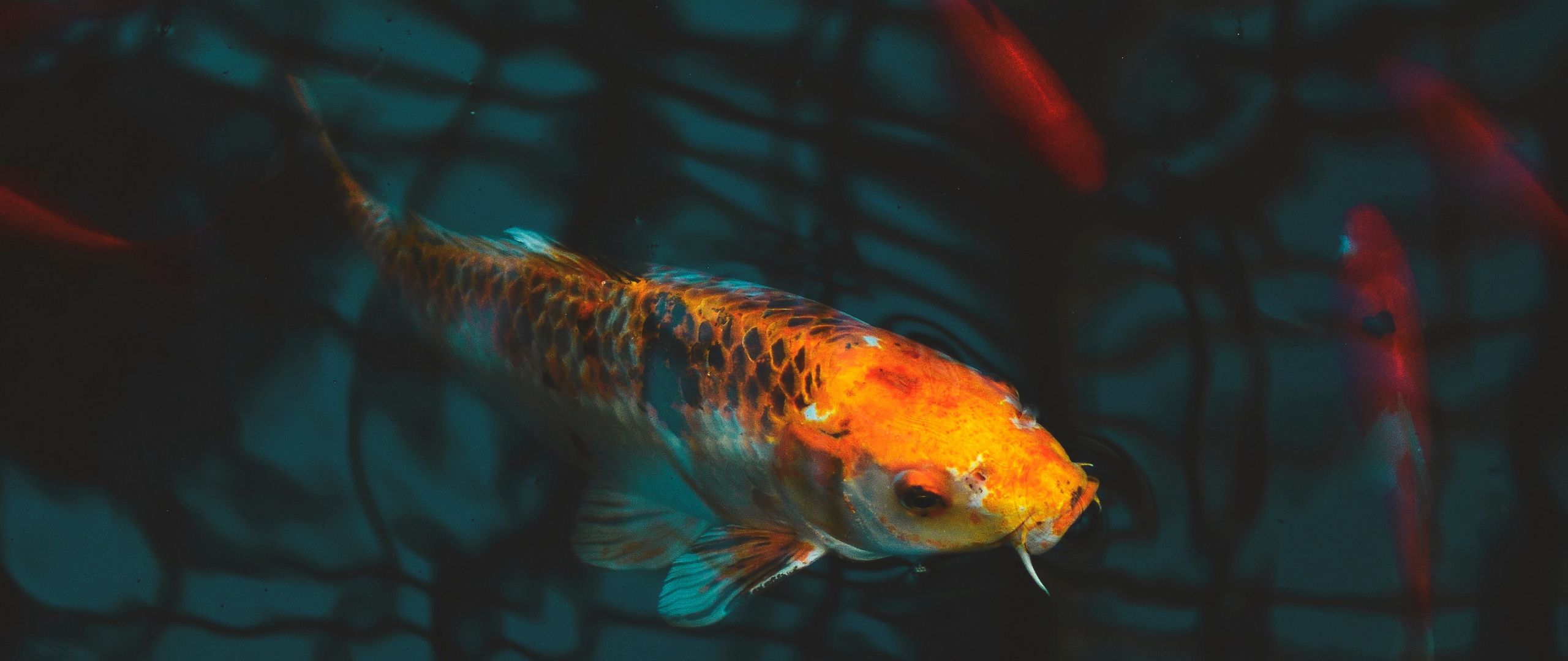 Wallpaper Fish, Carp, Koi, Aquarium .teahub.io