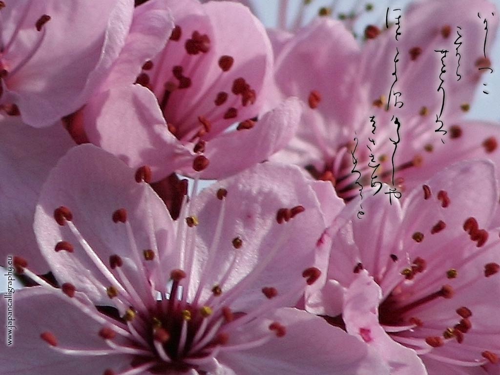 Japanese calligraphy desktop wallpaper .japancalligraphy.eu