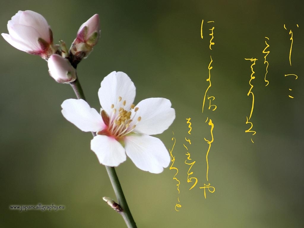 Japanese calligraphy desktop wallpaper .japancalligraphy.eu
