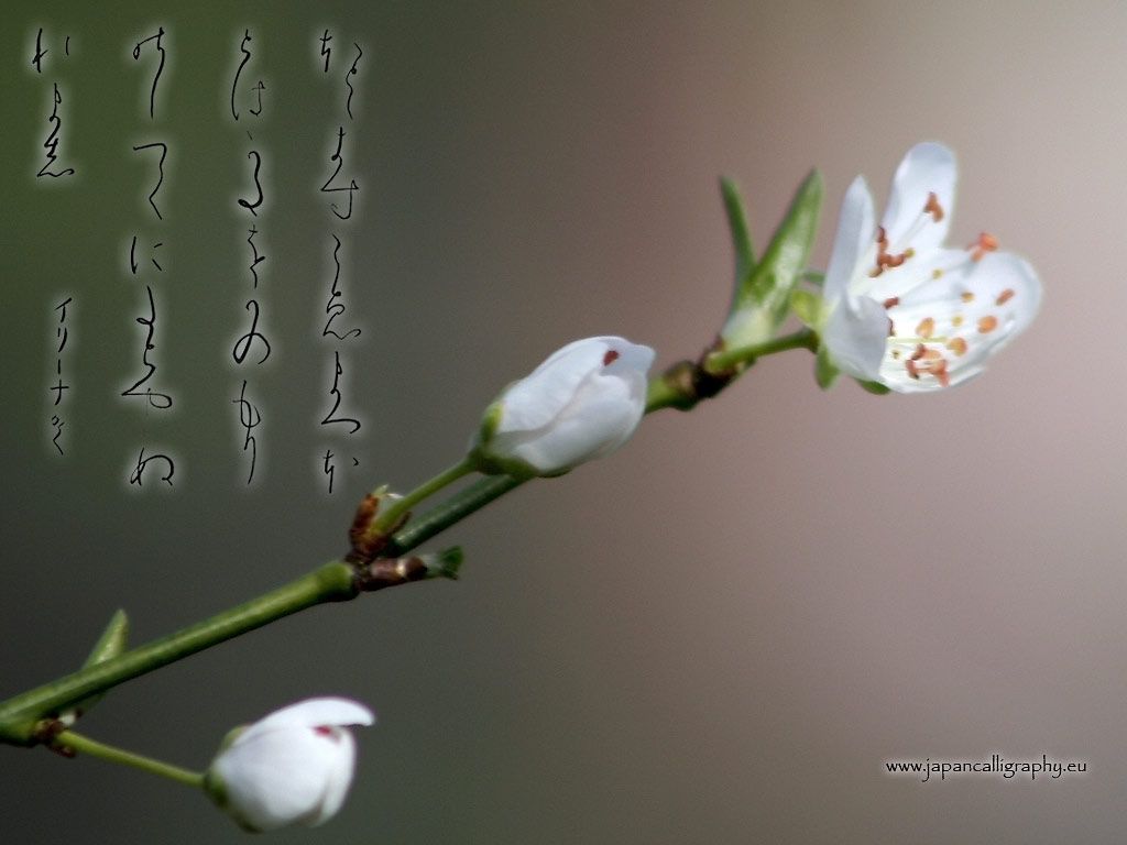 Japanese calligraphy desktop wallpaper .japancalligraphy.eu