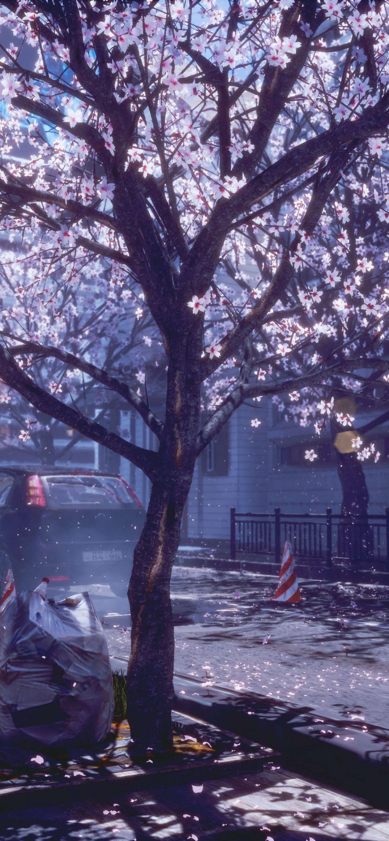 Spring, Cherry Blossom Wallpaper .wallpapermaiden.com