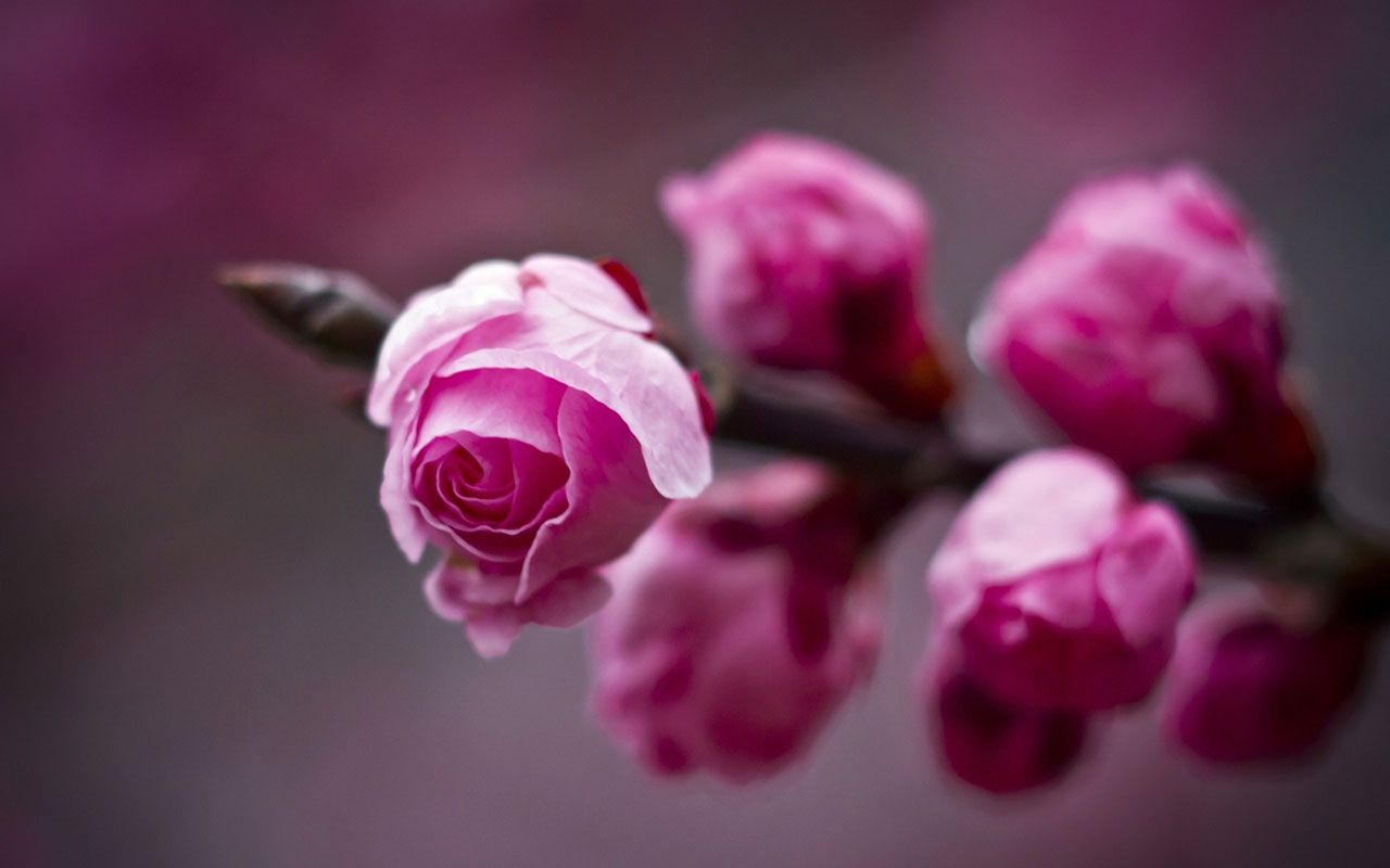 High Resolution Spring Flowers .fotokolekcija.blogspot.com