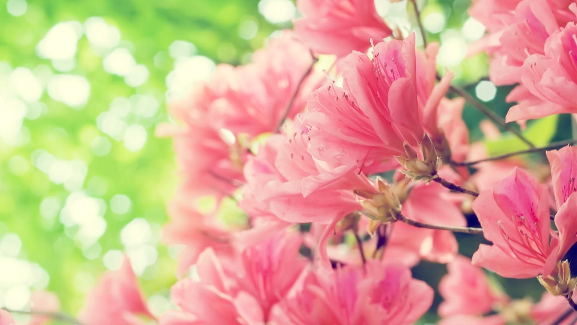 Beautiful pink spring flowers .superiorwallpaper.com