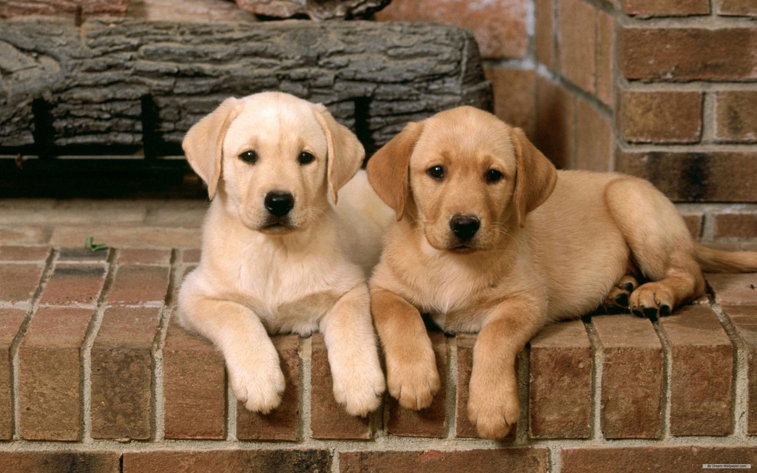 Labrador retriever puppies, Labrador .com