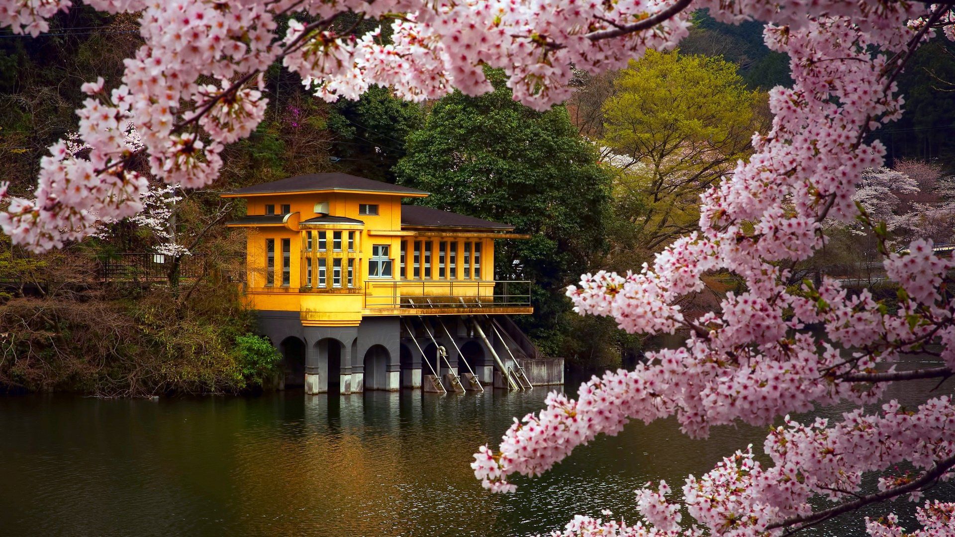 Spring flower tree beauty lake house .wallpaperup.com
