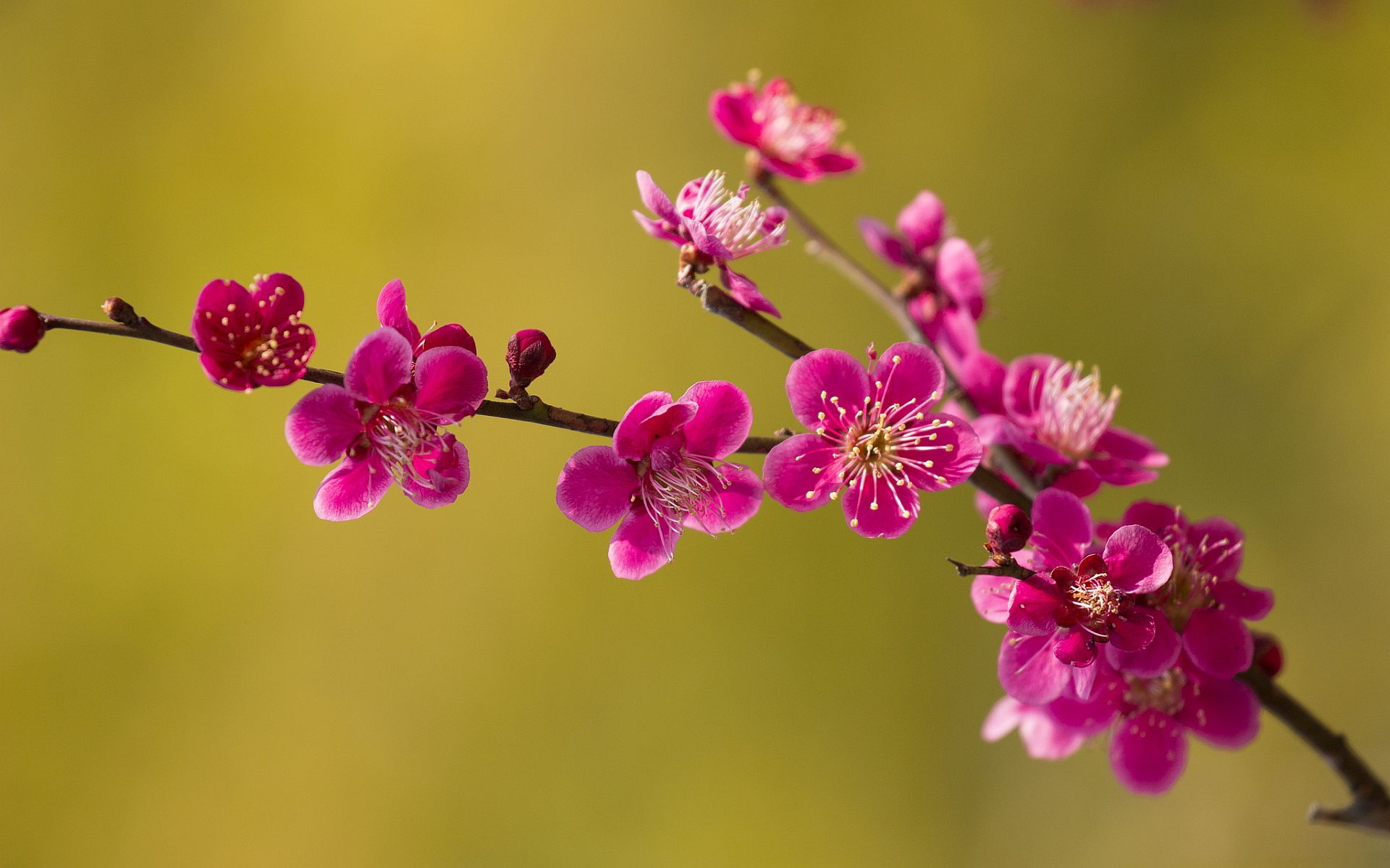 Pink spring blossoms -themes.com