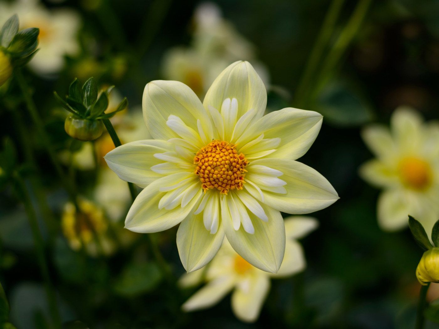 Dahlia Yellow Flowers High Quality Flower Wallpaper For Desktop Computers HD Wallpaper For 4k Ultra HD Tv 3840×2400 • Wallpaper For You