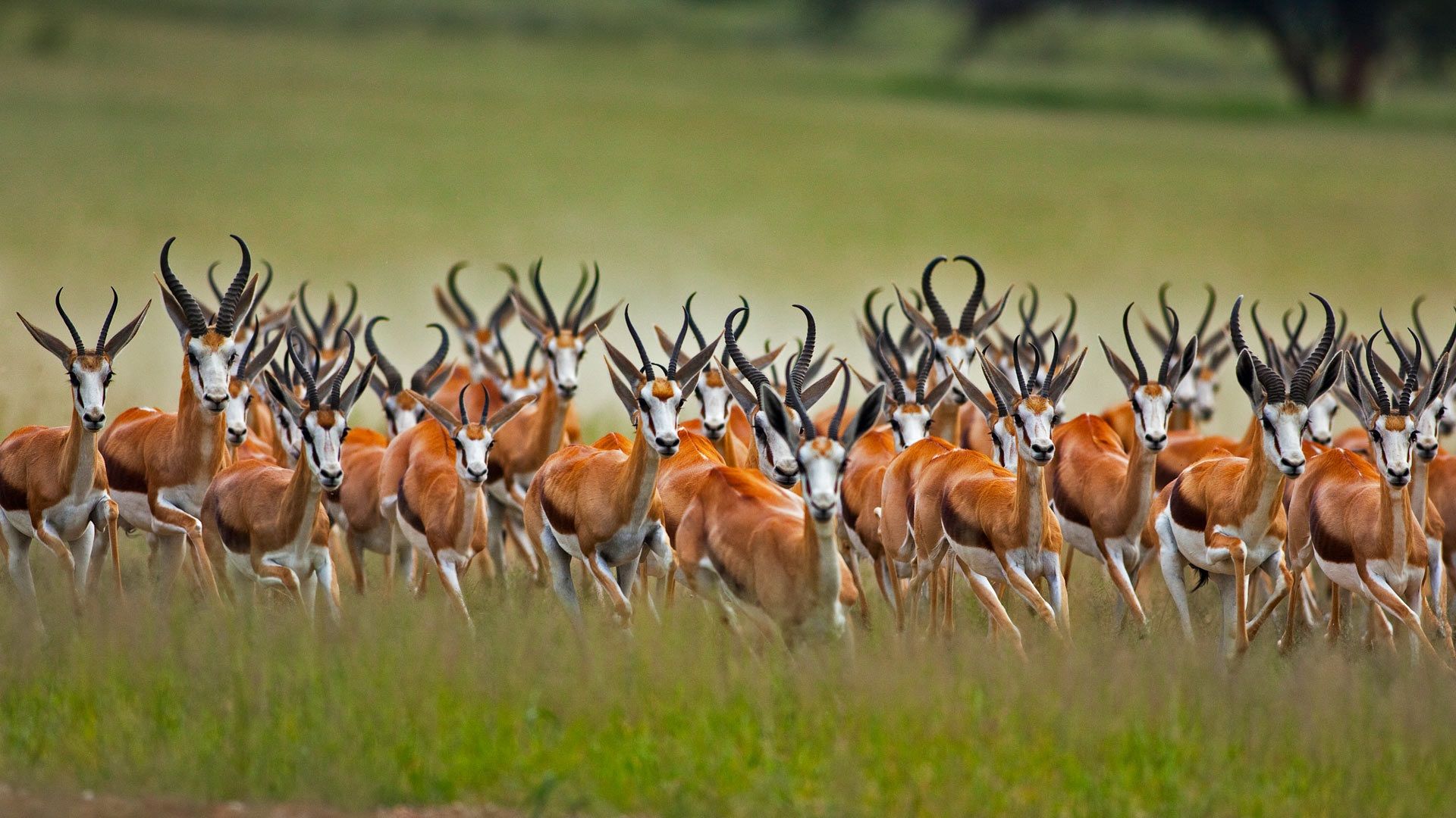Wallpaper Springbok Herd, Wildlife .teahub.io