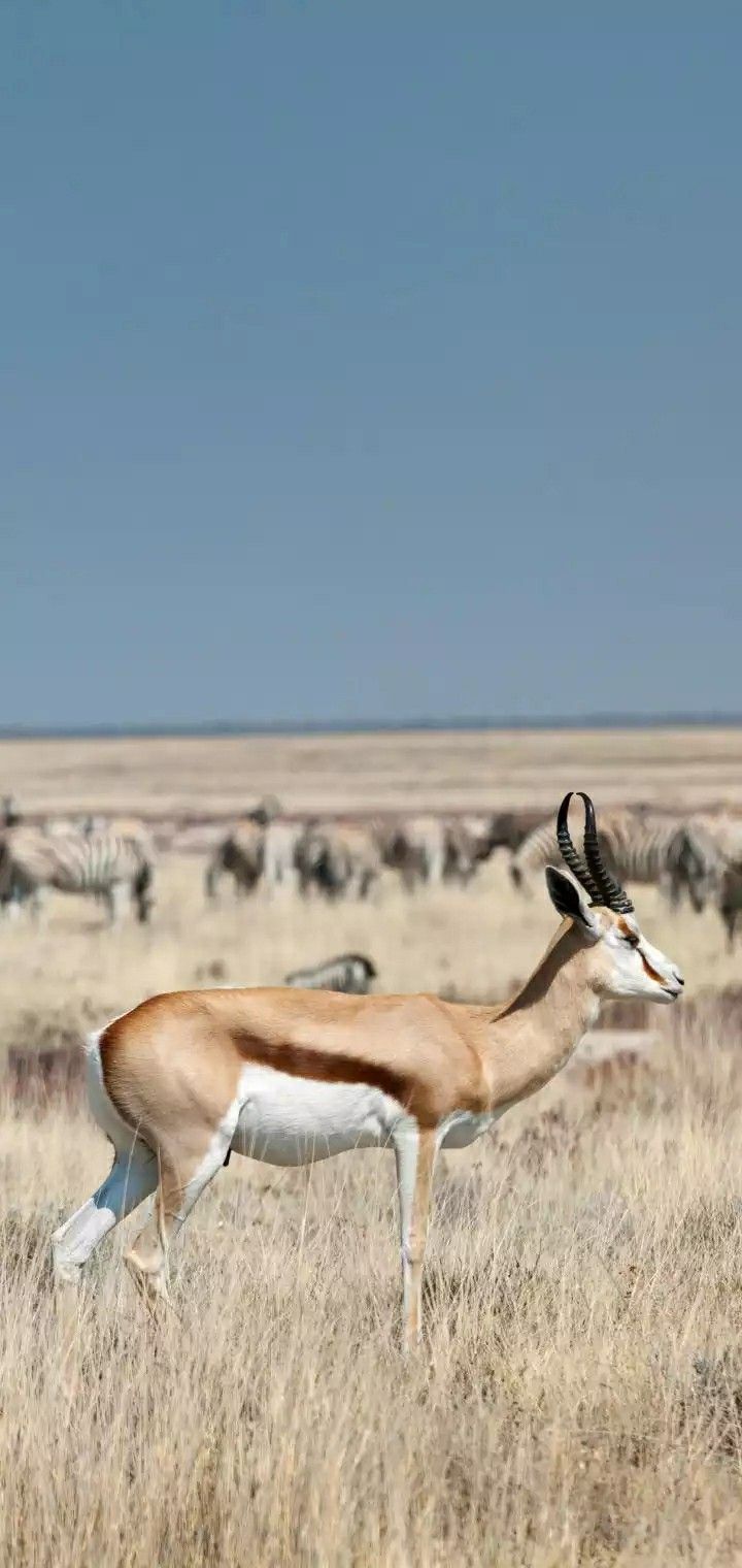 Springbok, Animals, Cute animalsin.com