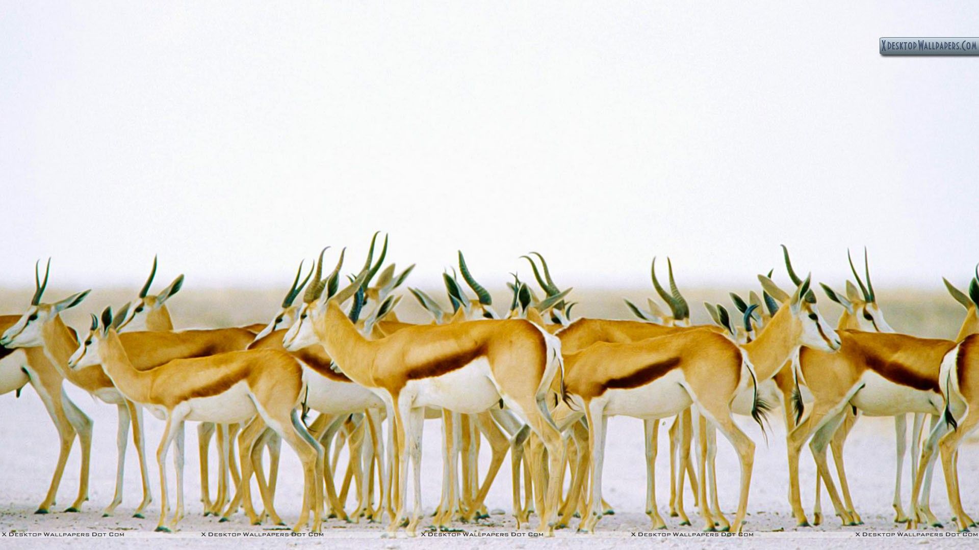 Herd Of Springboks Etosha National Park .xdesktopwallpaper.com
