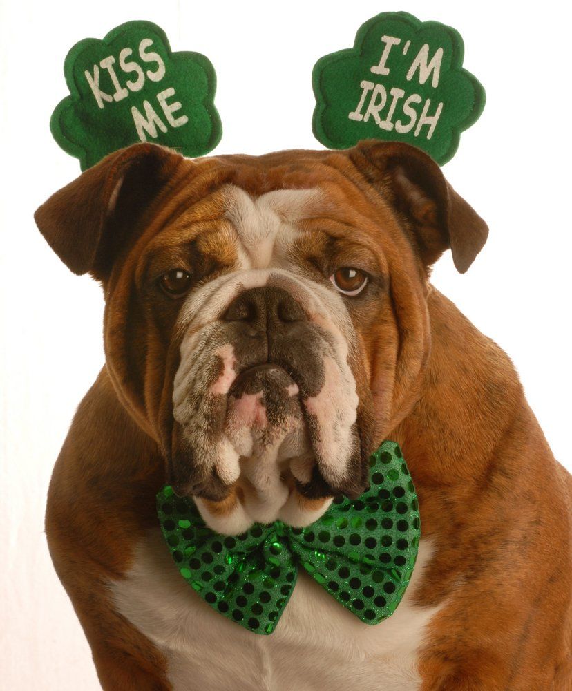 Cute Dog Picture For St. Patrick's Day