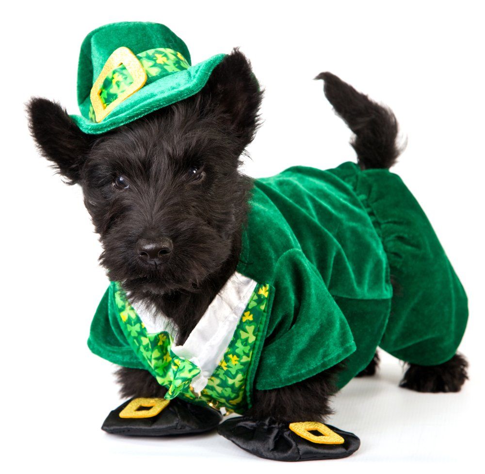 Cute Dog Picture For St. Patrick's .dogtime.com