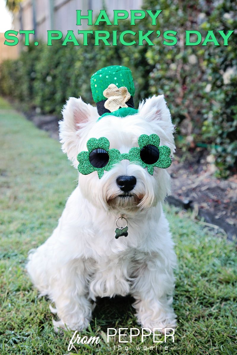 St Patricks Dog Costume ideas. dogs .com