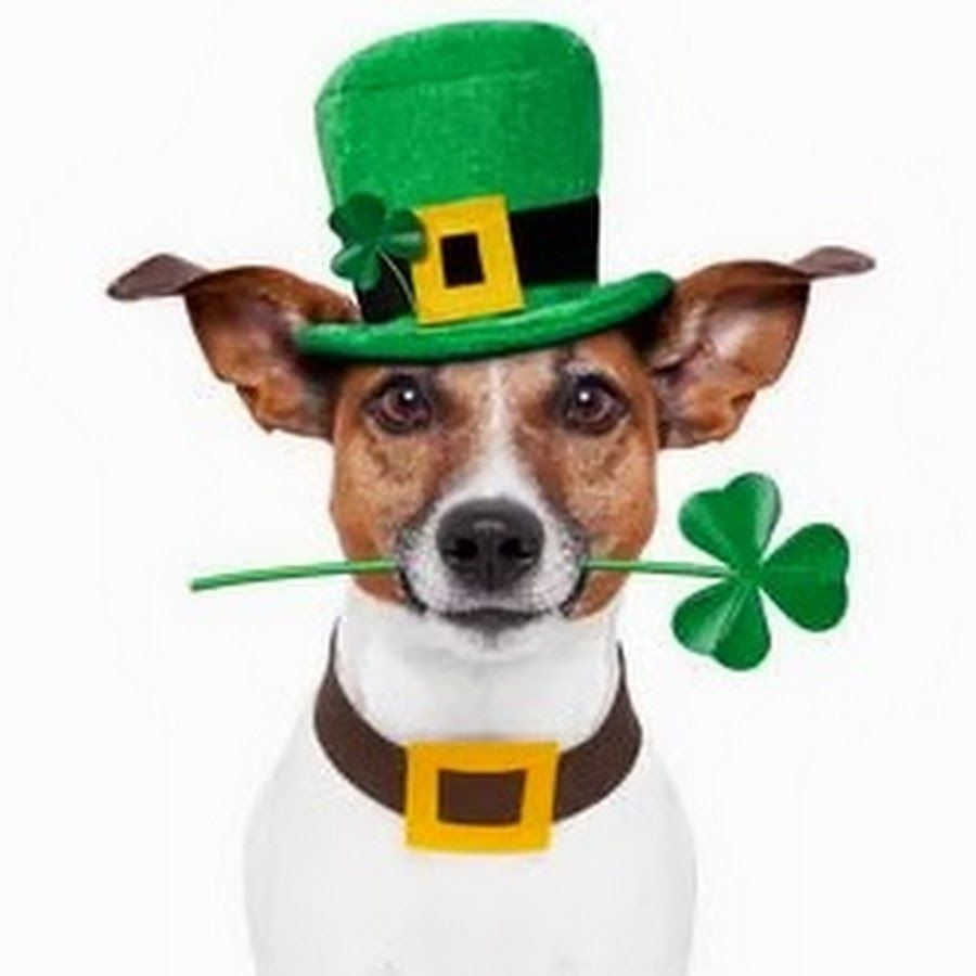 st patricks day puppy