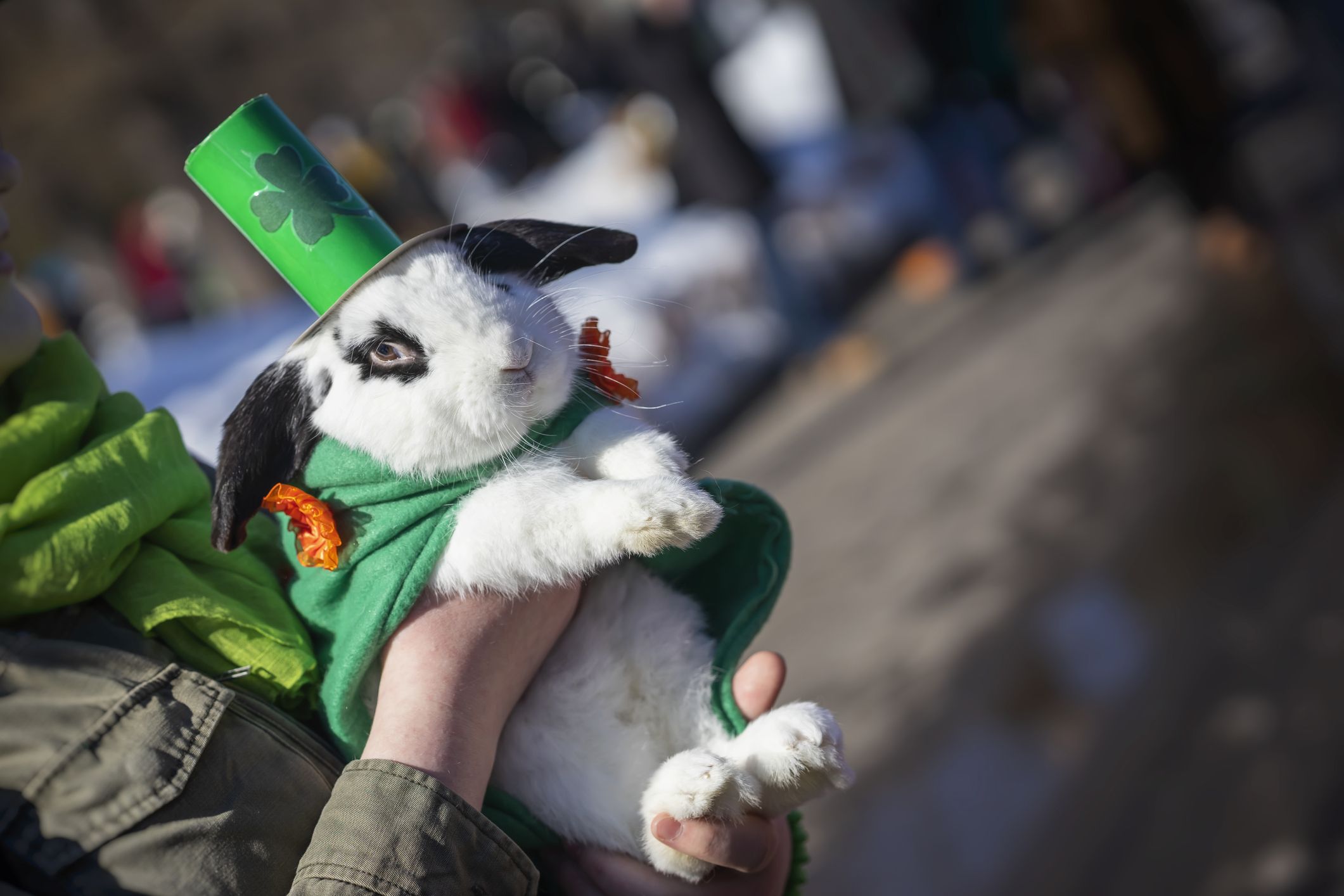 The cutest pets of St. Patrick's Dayirishcentral.com