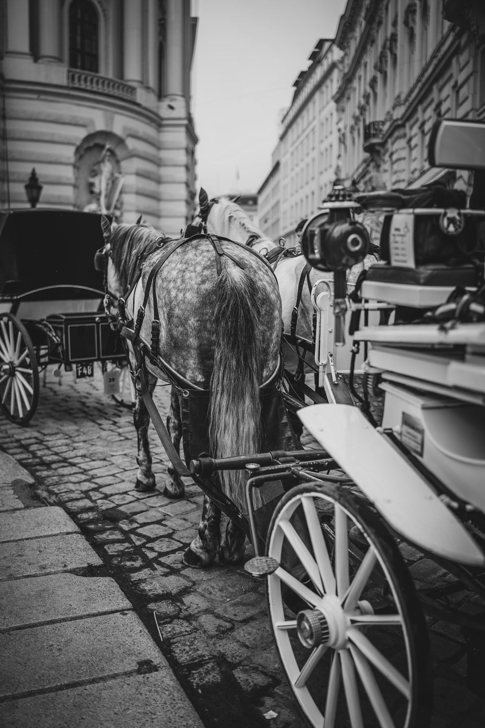 Horse Cart Picture. Download Free .com