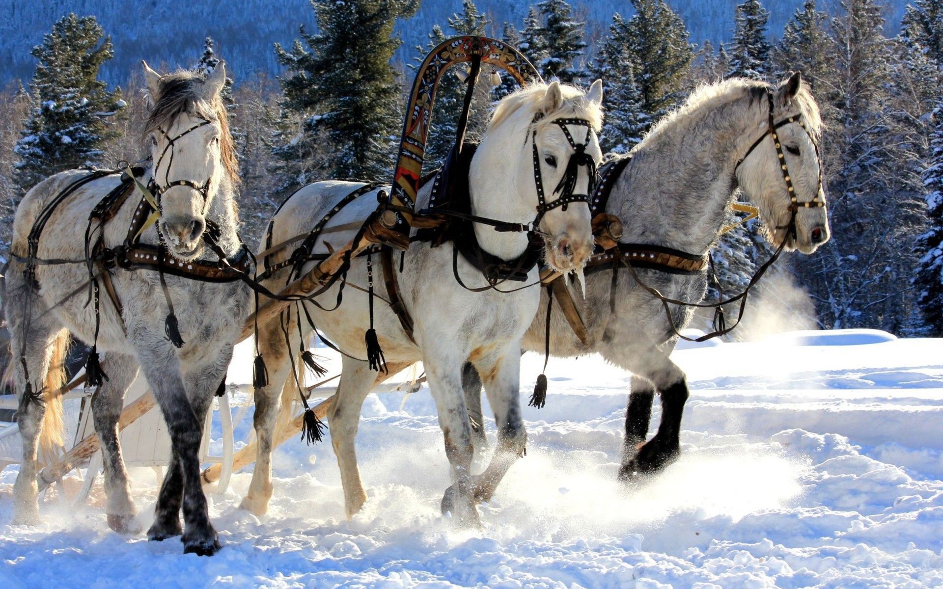 Winter Horse Carriage Desktop Wallpaper .wallpaper House.com