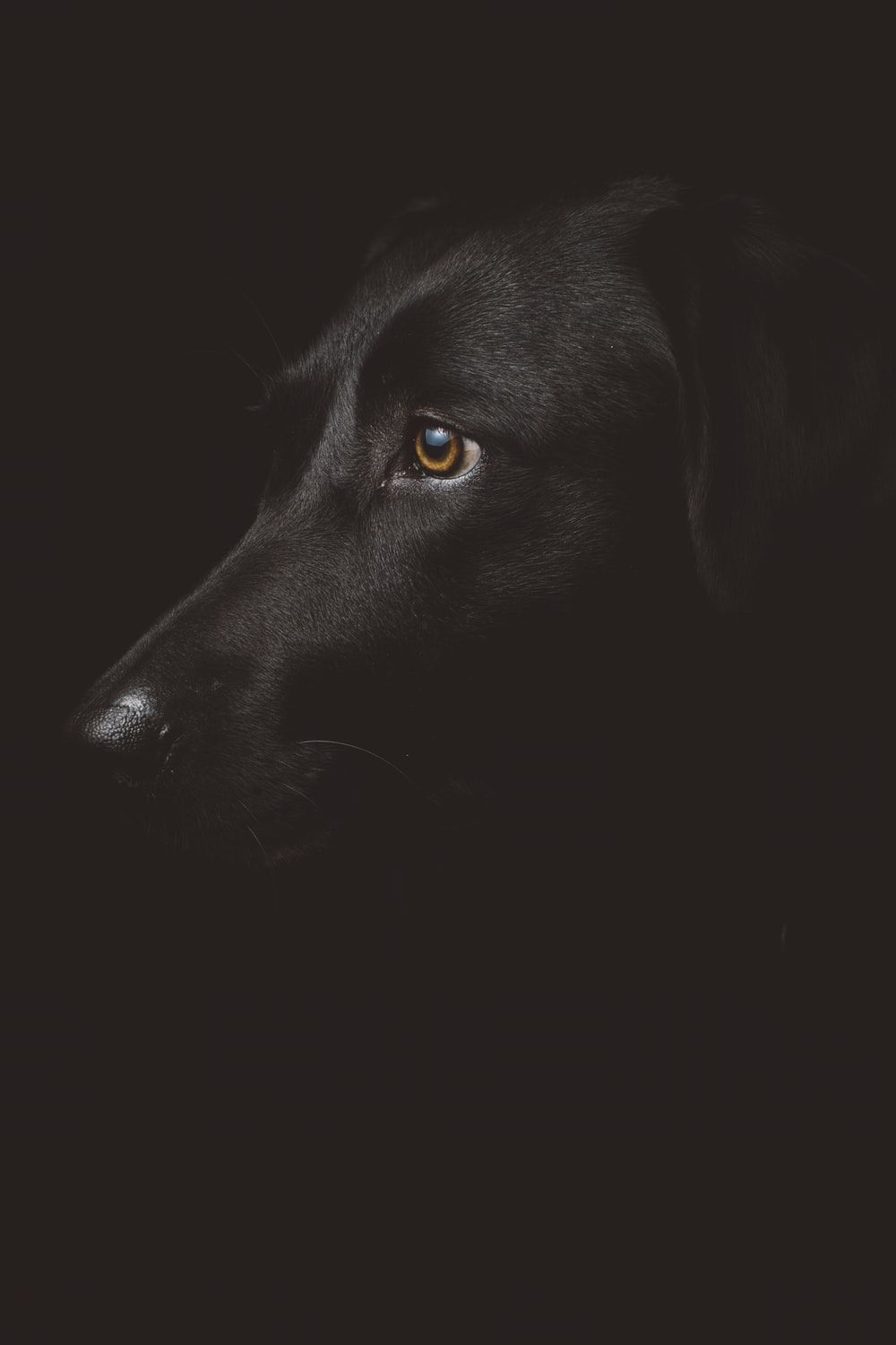 Black Puppy Picture. Download Free .com