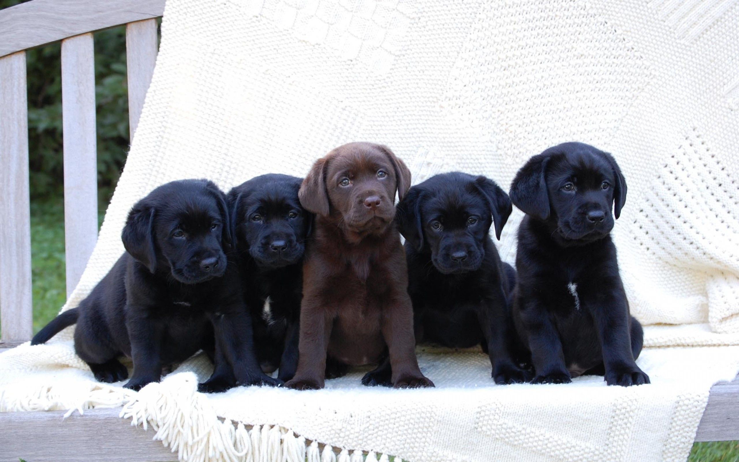 Black Puppy Cute Labrador Dog .itl.cat