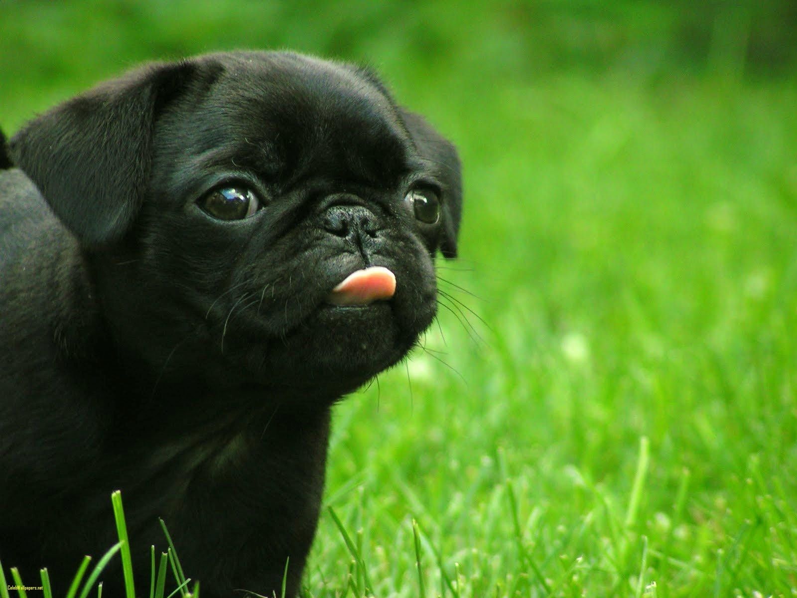 Black Puppy Cute Pug .wallpapertip.com