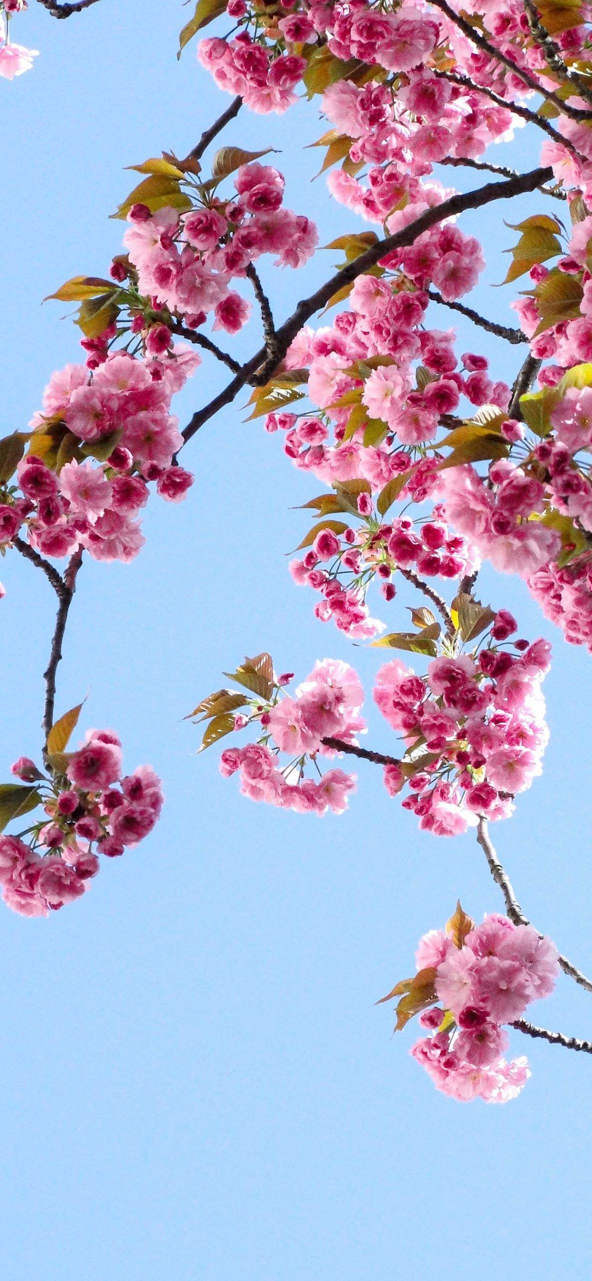 Spring Wallpaper for iPhone .com