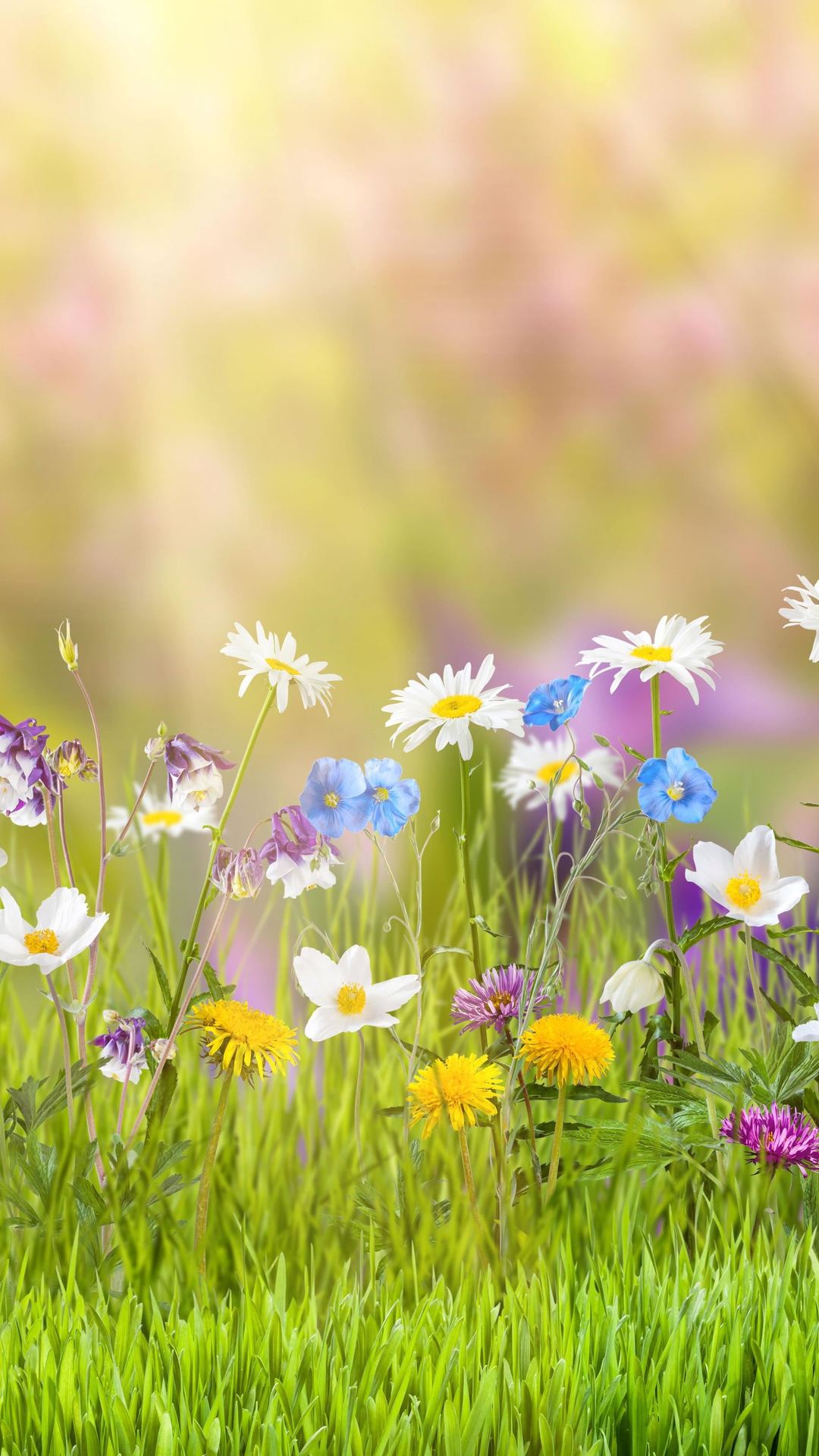 Spring iPhone Wallpaper, Amazing iPhone Wallpaper, Field Facebook Cover