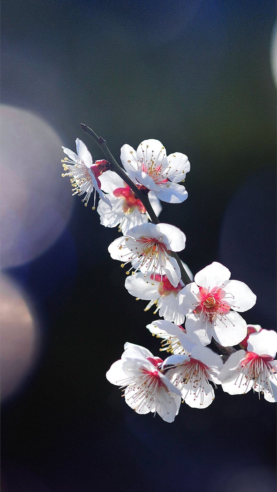 Apple mq24 spring flower sakura nature tree flare. iPhone 8 Wallpaper Free Download