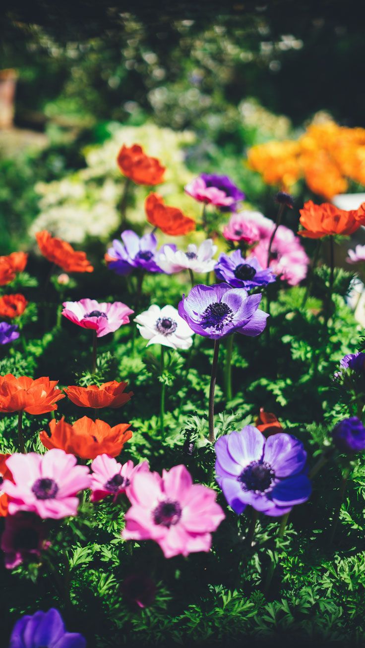 Floral iPhone 7 Plus Wallpaper for a Sunny Spring