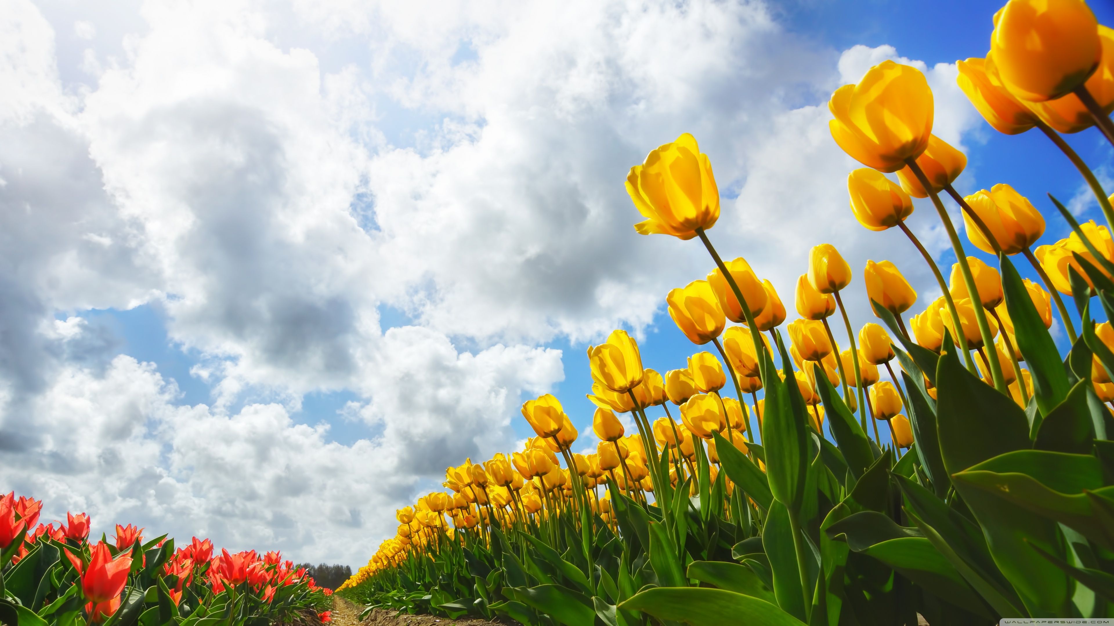 image of Spring Wallpaper on .wallpaperafari.com