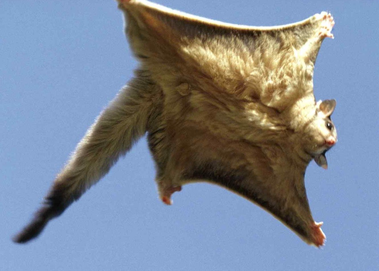 Flying Squirrel Wallpapers - Wallpaper Cave