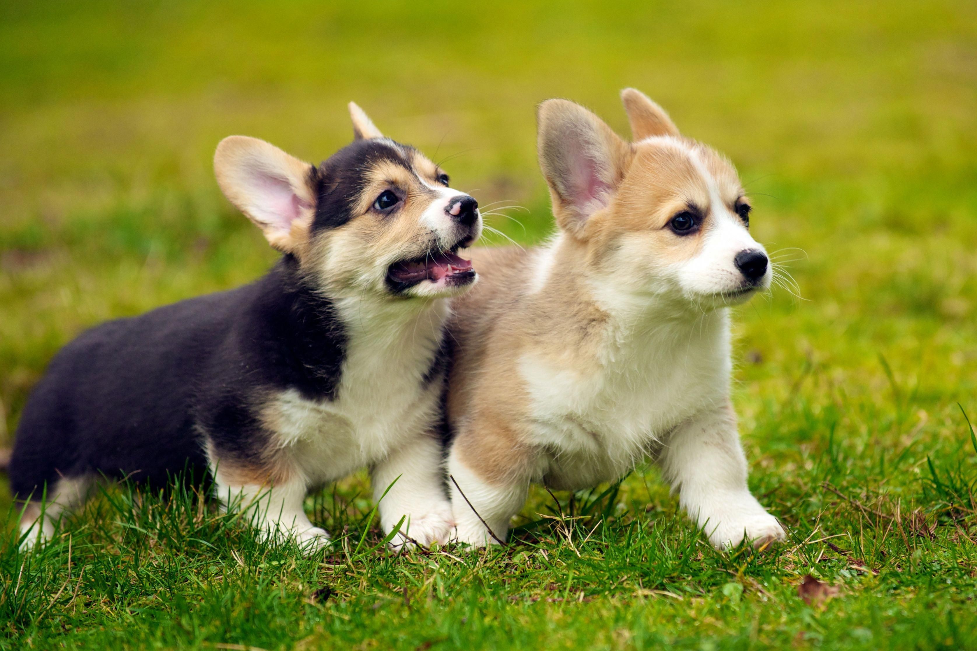 corgi puppies. Welsh Corgi Puppies Wallpaper Pin it #pembrokewelshcorgiforsale. Corgi dog, Welsh corgi puppies, Friendly dog breeds